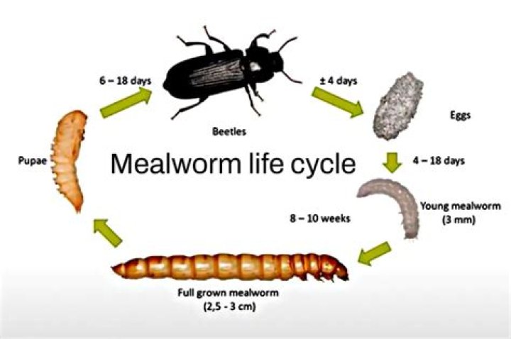 How do you use mealworm frass