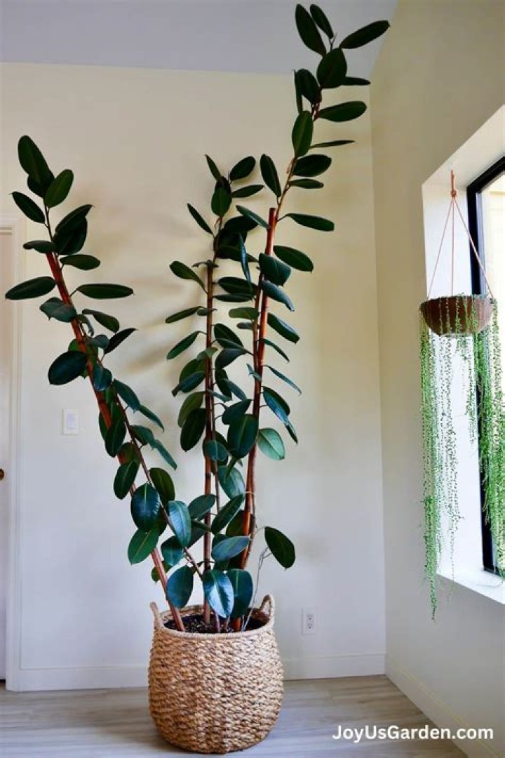 How do you water an indoor ficus tree