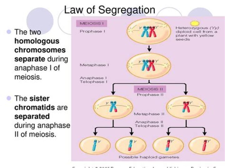 How does meiosis relate to Mendels law of segregation