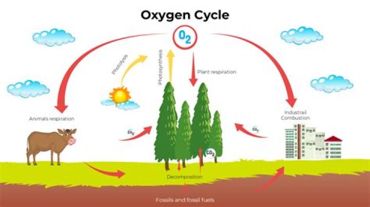How does oxygen cycle through the environment
