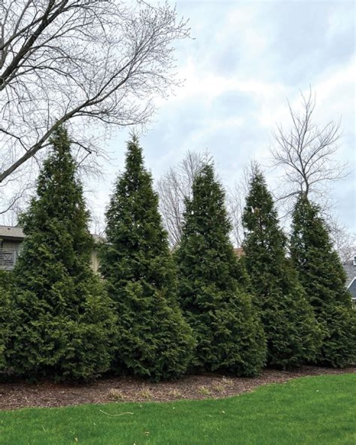 How far apart should you plant red cedar trees