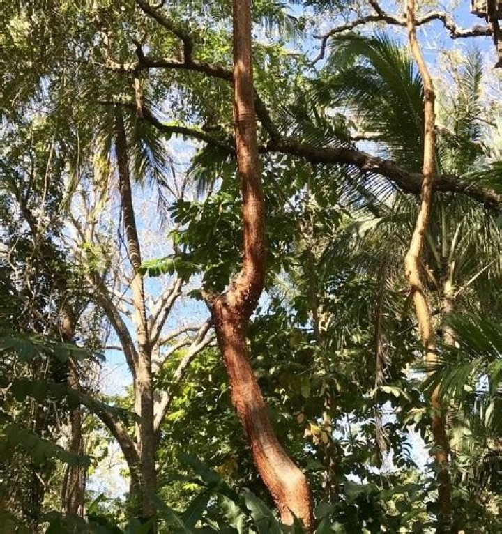 How fast do gumbo limbo trees grow