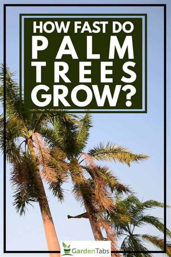 How fast do palm trees grow in Hawaii
