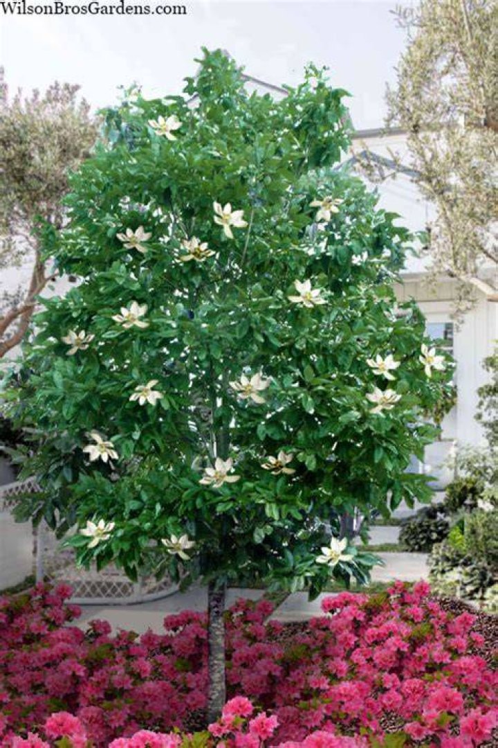 How fast do star magnolia trees grow