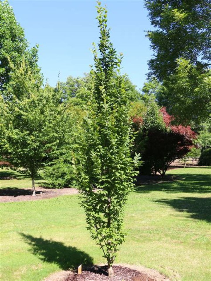How hard is American hornbeam