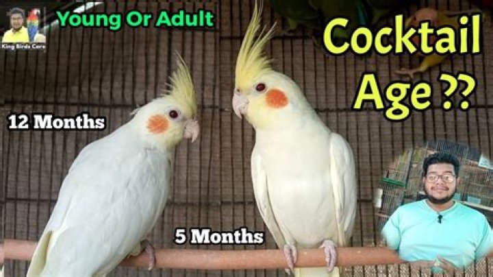 How intelligent is a cockatiel