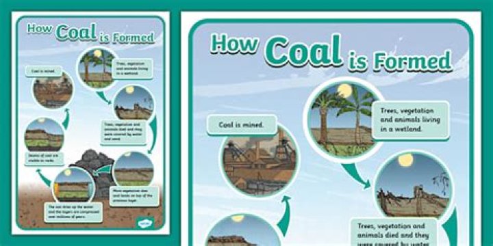 How is coal formed quizlet