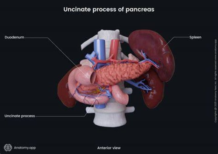 How is pancreas function measured