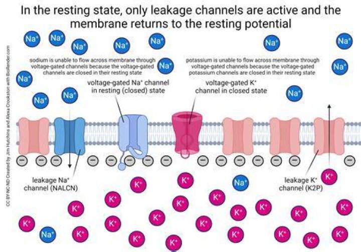 How is resting energy calculated