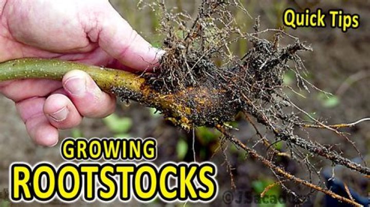 How is rootstock grown
