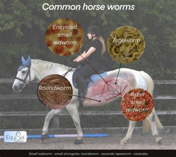 How long are horsehair worms