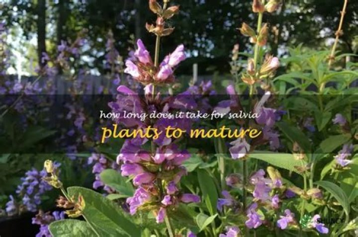 How long do Salvia plants last