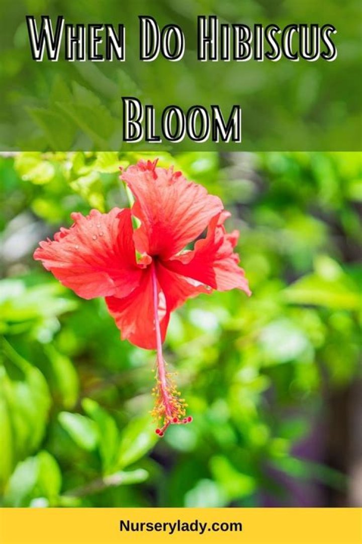 How long does a hibiscus bloom last