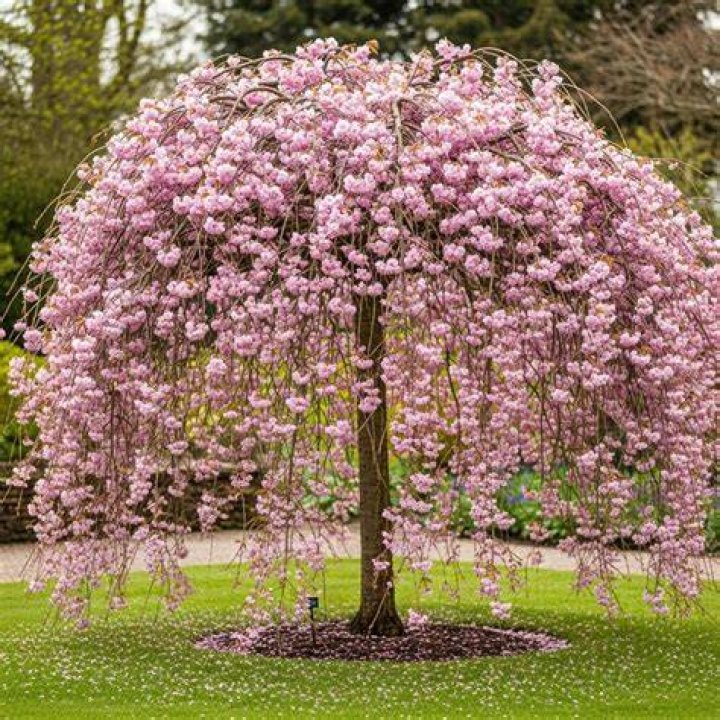 How long does a weeping cherry live
