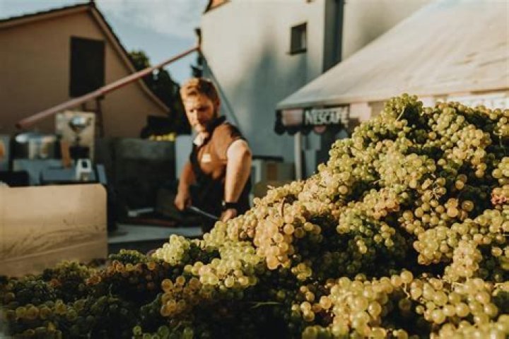 How long does grape harvest last