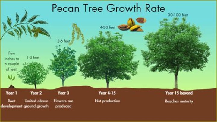 How long does it take a pecan tree to bear