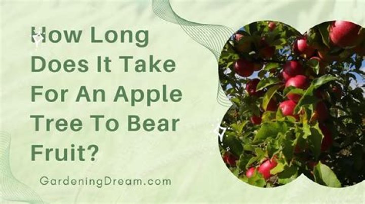 How long does it take for grapes to bear fruit