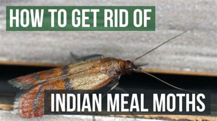 How long does it take to get rid of Indian meal moths