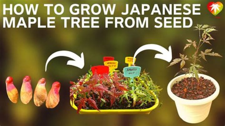 How long does it take to grow a maple tree from seed