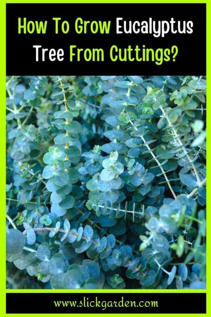 How long does it take to grow eucalyptus from seed