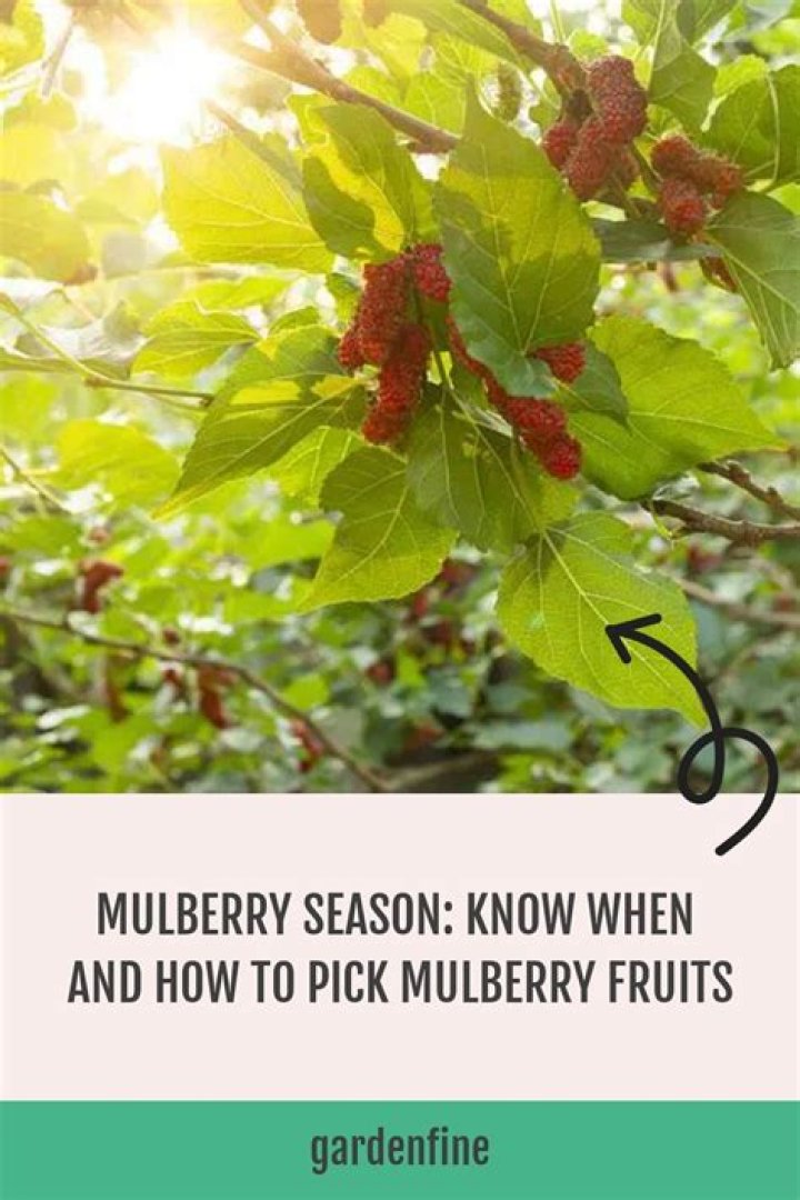 How long does mulberry season last