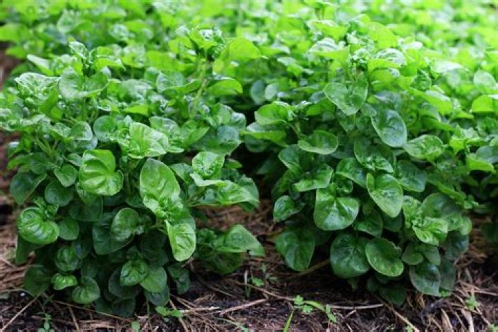 How long does watercress take to grow
