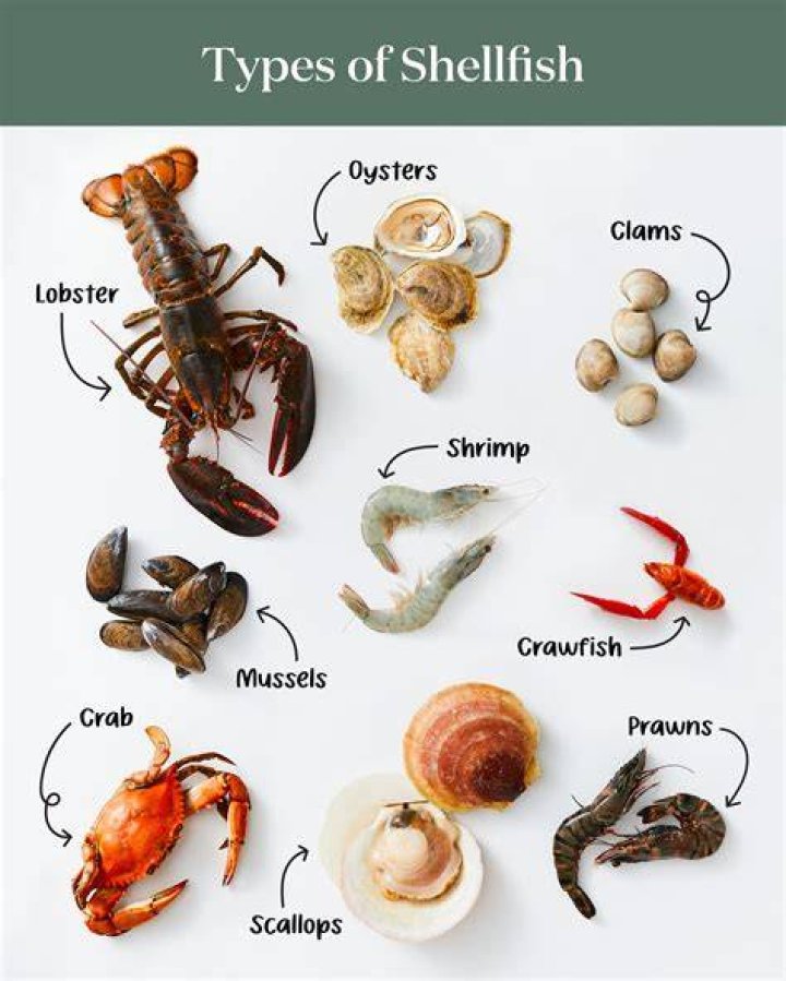 How long must identification marks on live shellfish be kept