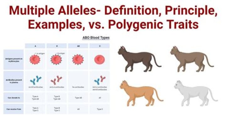 How many alleles are present in a gene