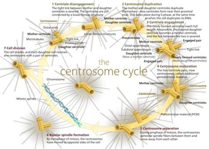 How many centrosomes are there