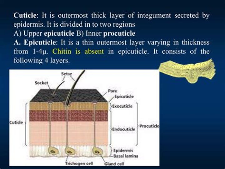 How many layers can the cuticle have