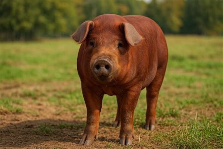 How many piglets does a Duroc have