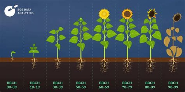 How many pounds of sunflowers can you get per acre