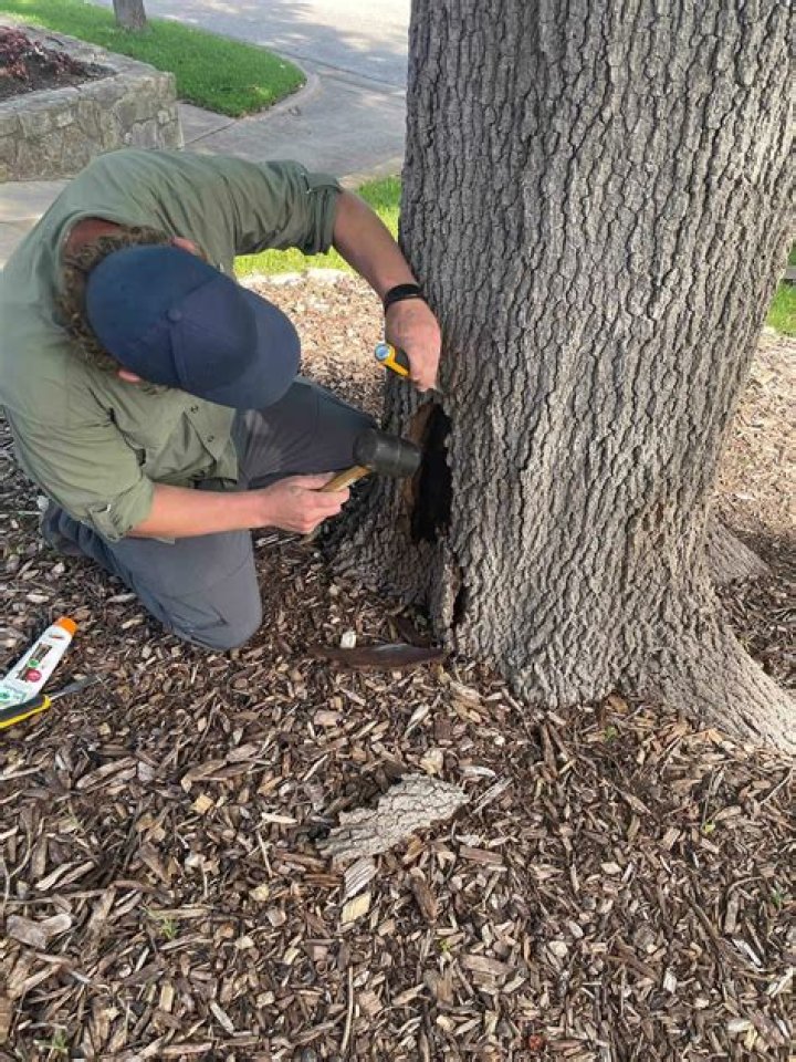 How much does borer treatment cost