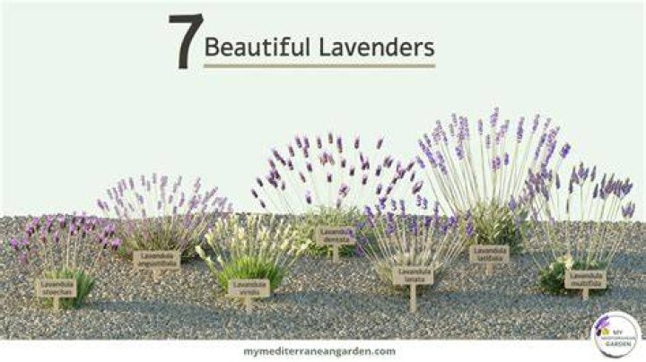 How often do lavender plants bloom