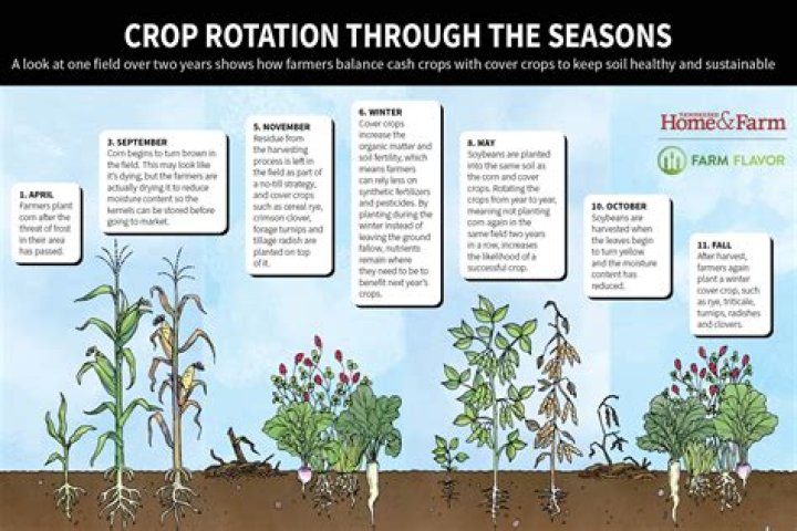 How often should you rotate crops