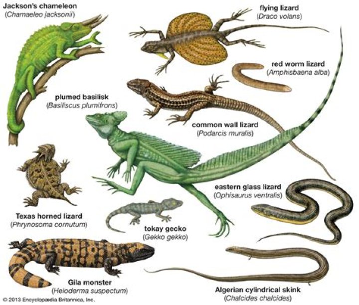 How old is the lizard species