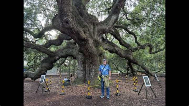 How old is the oldest live oak tree