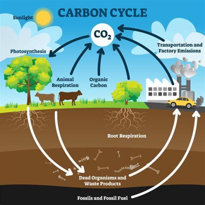 In what ways do human activities influence the carbon cycle