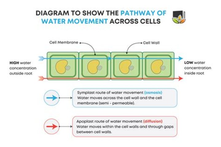 In which direction does water move across membranes