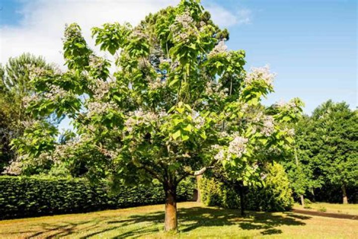 Is a catalpa tree poisonous