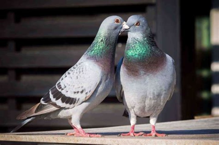 Is a pigeon the same as a dove