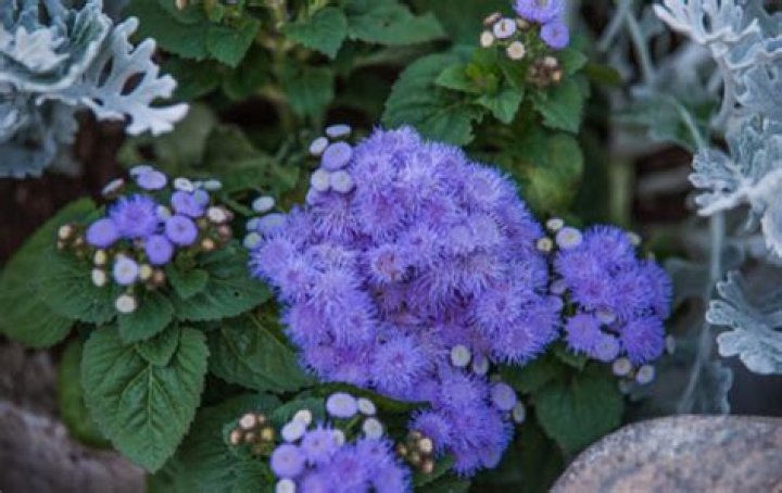 Is ageratum poisonous to humans