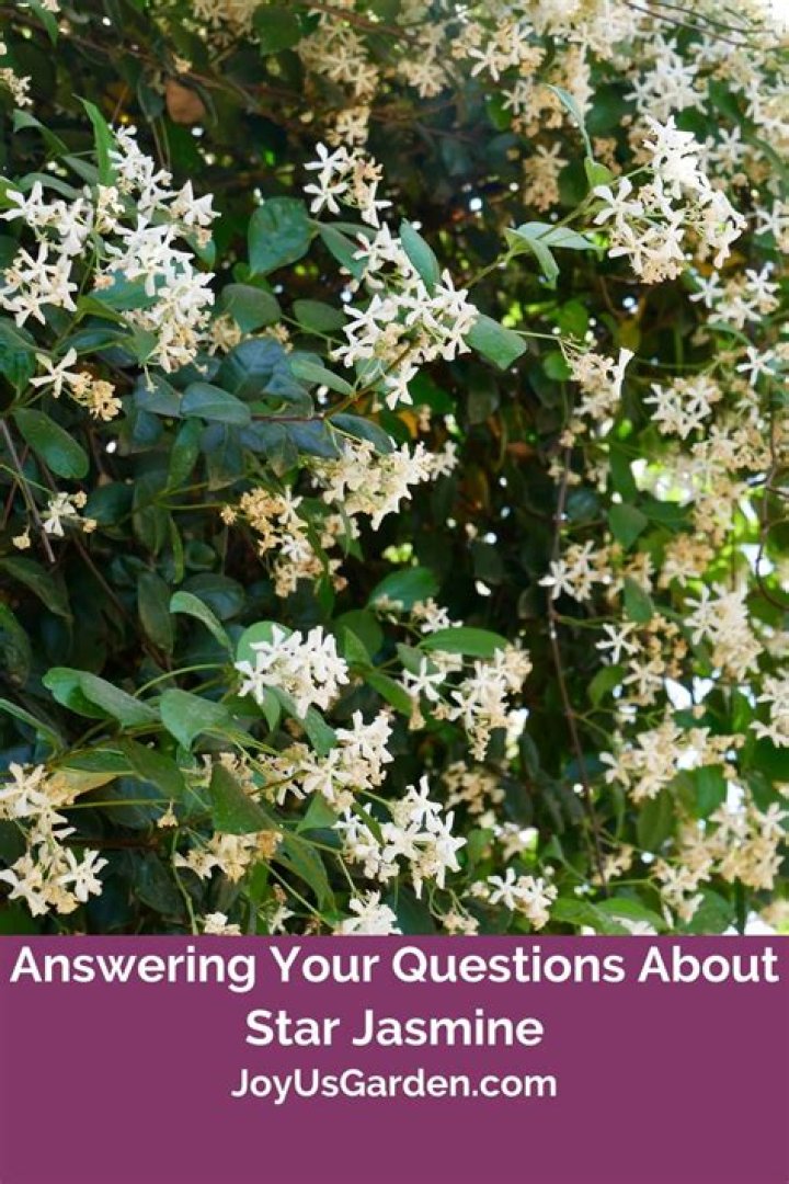 Is Carolina jasmine poisonous