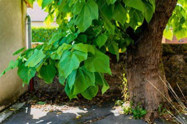 Is catalpa tree invasive