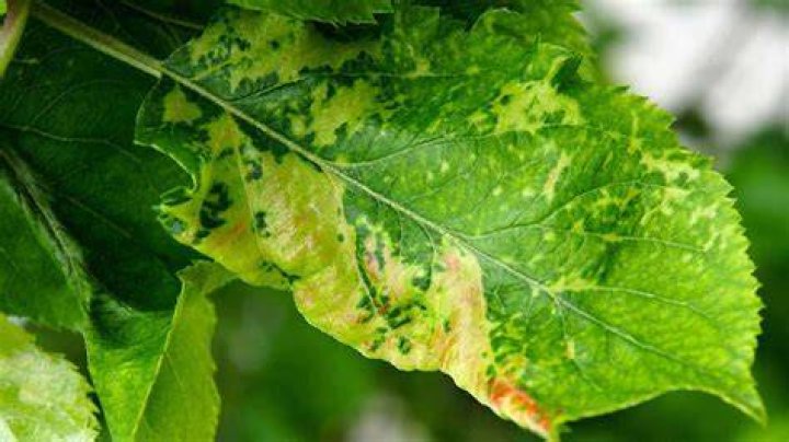 Is chlorosis a disease