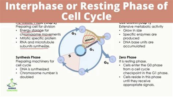 Is DNA condensed in g2 phase