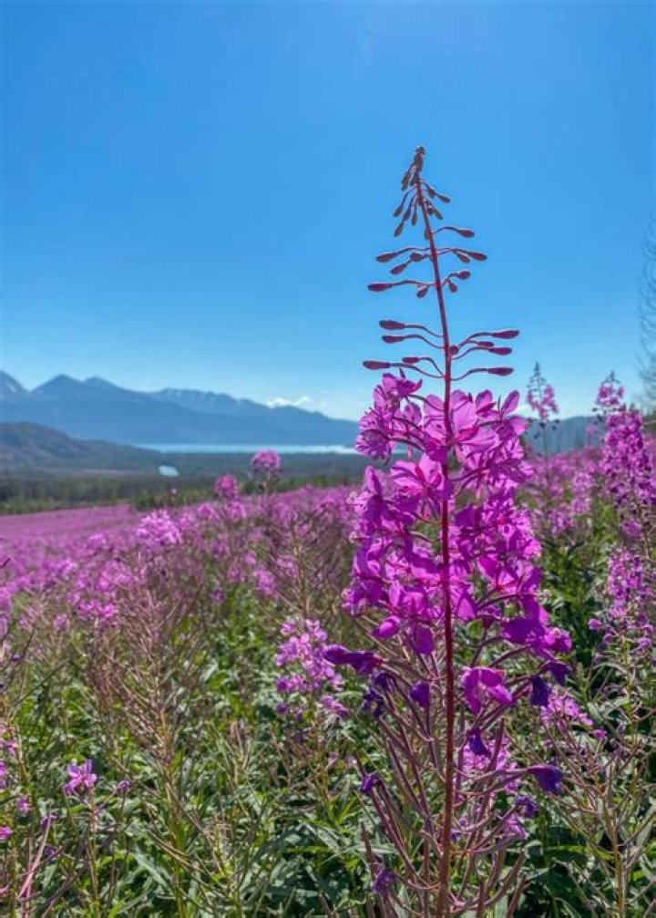 Is Fireweed native to Alaska