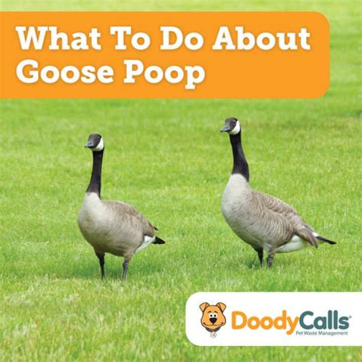 Is goose poop bad for grass