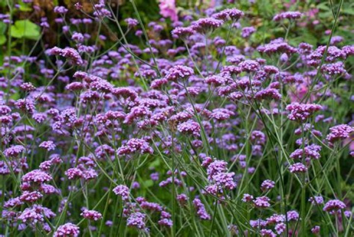 Is Homestead verbena a perennial