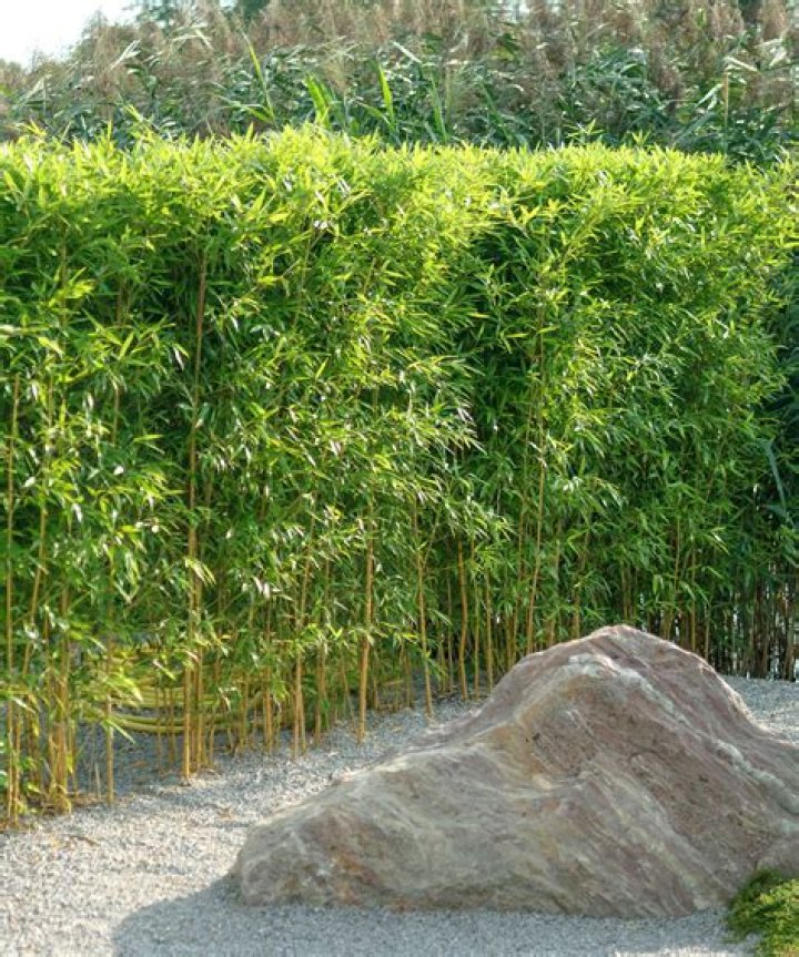 Is Lava good for plants